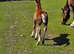 Registered Welsh Sec  C mare with foal at foot