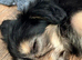 Chinese crested x chihuahua puppies