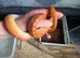 Hypo het palmetto female corn snake