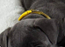 Puppy staff
