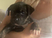 Mixed breed pups for sale