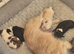 4 gorgeous pups