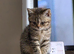 British Shorthair kittens