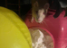 6 female rats for rehoming