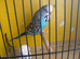 Budgies