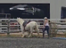 Lovely 13.1 cob mare