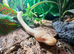 Albino Pinstripe Royal Python at Birmingham Reptiles