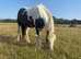 Beautiful cob mare