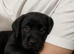 Boy labrador puppy