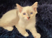 Stunning ragdoll kittens