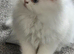 Pedigree chinchilla kittens