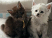Beautiful mainecoon black smoked female available