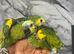 Hand-Rearing Baby Friendly Super Tame Cuddly Blue Front Amazon Parrot,3