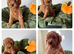 6 Cavapoo Puppies Forever Home Ready November