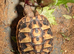 Hermann Tortoise