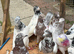 Pakistani highflying pigeons