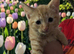 Beautiful Kittens