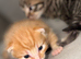 X2 Male Kittens (Ready 15/08/26)