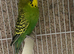 Budgie pair