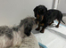 Long haired Dachshund