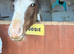 Stunning Cob Colt