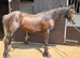 Friesian x cob