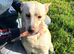PANDORA (DORA) &ndash; A Beautiful Soul Looking for Her Perfect Forever Home ️