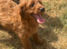Labradoodles