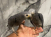 Stunning Baby HandReared Super Tame Cuddly Timneh African Grey