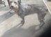 Lurcher