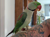 Alexandrine parrot for sale