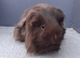 Two sheltie guinea pigs