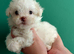 READY NOW! Poochon pups