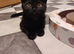 Beautiful cross kitten