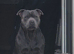 For stud!! Ace our proven blue staffie