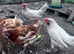 Egg-laying chickens for sale