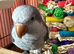 Tame Blue Quaker for sale