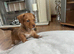 INTRODUCING OUR ADORABLE COCO JACKS