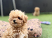 Tiny Asian/Korean F1 Maltipoo Puppies