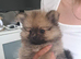 Wonderful female dogs are looking for a new home