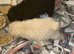 Miniature poodles