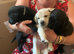 Pedigree lab puppies for sale