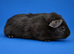 Bonded Guinea pig girls