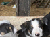 Pure adorable tri Colour Border Collies ready now