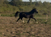 Registered Welsh C black gelding