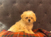 Cute Shihchon Teddy Bear Puppies