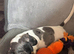 Miniature dachshund 16 weeks old