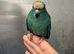 Hand reared baby Kakariki parrot available