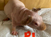 Lovely baby Guinea pigs