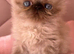 stunning Himalayan Persian Kittens